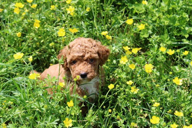 puppy, for, sale, Mini Poodle, Matthew B. Stoltzfus, dog, breeder, Gap, PA, dog-breeder, puppy-for-sale, forsale, nearby, find, puppyfind, locator, puppylocator, aca